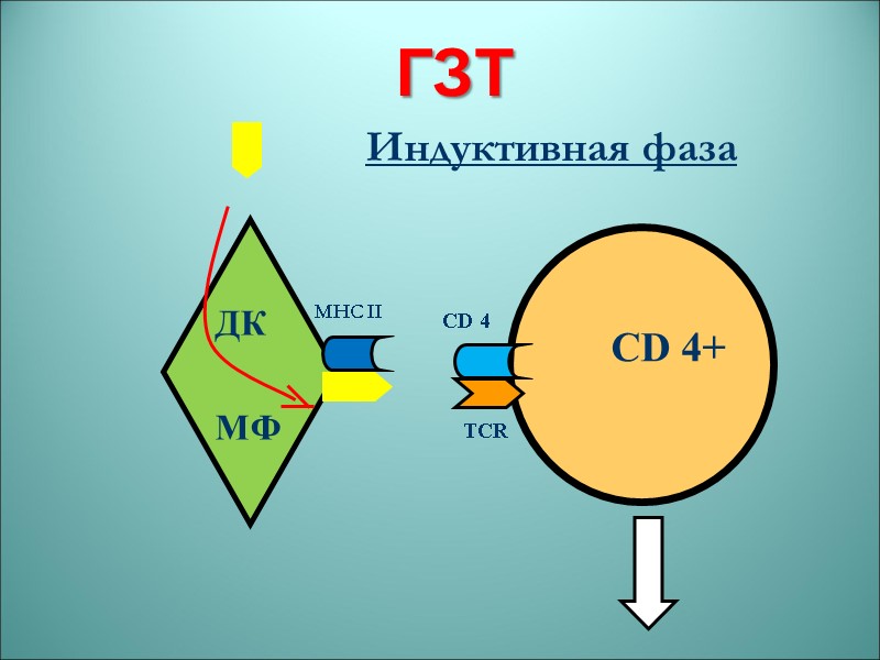 ГЗТ Индуктивная фаза  ДК    МФ MHC II   
